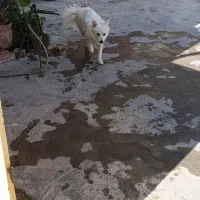 سگ پامر روباهی|سگ|بندر امام خمینی, |دیوار