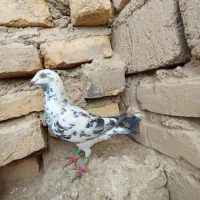 کبوتر سبز مگس سوسکی چاپی بور|پرنده|زهک, |دیوار