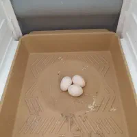 عروس هلندی|پرنده|مریوان, |دیوار