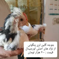 مرغ و جوجه گلین لری از نژاد اصلی اورجینال|حیوانات مزرعه|قم, نوبهار|دیوار