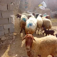 میش وبره جوان