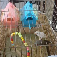 ۵ عدد فنچ|پرنده|چهارباغ, |دیوار