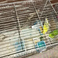 مرغ عشق هلندی|پرنده|ارومیه, |دیوار