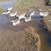 سلام ۶عددغازجوان سالم پرگوشت|پرنده|چاف و چمخاله, |دیوار