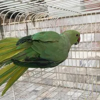 طوطی سبز جوان نر|پرنده|شاهرود, |دیوار