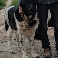 واگذاری سگ خیلی درشت قدرجونی