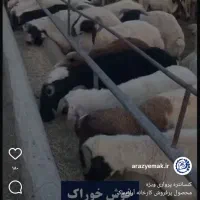 کارگر جهت پرواربندی
