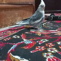 عروس هلندی آلبینو