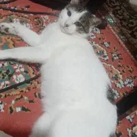 واگذاری گربه عقیم شده|گربه|شیراز, رکن‌آباد|دیوار