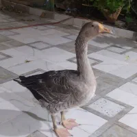 فروش غاز سالم وسرحال