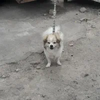 واگذاری پامر &اشپیز