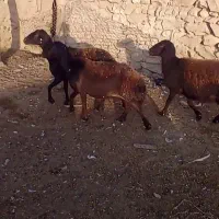 گوفسفند