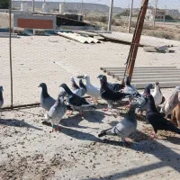 16تا پلاکی زرنگ|پرنده|قشم, |دیوار