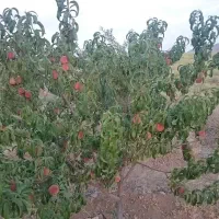 باغ 1500 متری دره ریز|فروش دفتر صنعتی، کشاورزی، تجاری|بروجن, |دیوار
