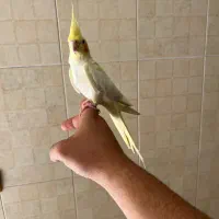 عروس هنلدی دستی