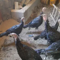 بوقلمون های ۵ ماهه سالم