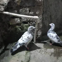 کبوتر|پرنده|گرگان, |دیوار