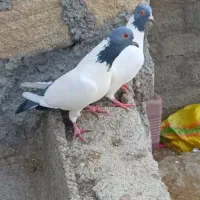 کبوتر گوباش