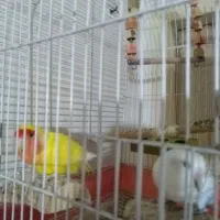 پرنده(طوطی برزیلی)|پرنده|کرج, شاهین‌ویلا|دیوار
