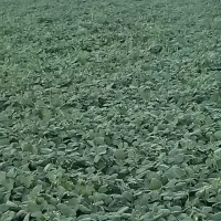 لوبیای قرمز|عمده‌فروشی|شاهنجرین, |دیوار