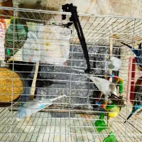 مرغ عشق|پرنده|شیراز, رکن‌آباد|دیوار