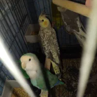 برزیلی و هلندی|پرنده|تهران, سازمان برنامه جنوبی|دیوار