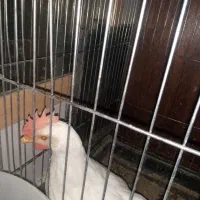 خروس 4/5ماهه