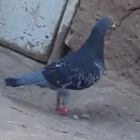 کفتر سبز و پولک