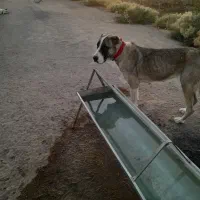 سگ گله|سگ|رفسنجان, |دیوار