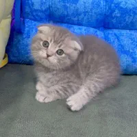 گربه های عروسکی جذاب|گربه|اهواز, کیانپارس |دیوار