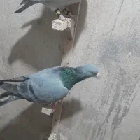 کبوتر شهری|پرنده|کازرون, |دیوار