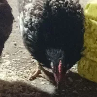 جوجه خروس محلی|حیوانات مزرعه|دره شهر, |دیوار