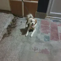 سگ برای فروش