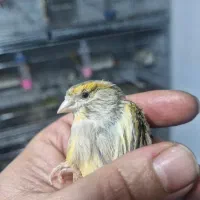 قناری ماده اوپال آماده آماده|پرنده|تهران, سردارجنگل|دیوار