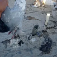 کبوتر|پرنده|شیراز, جمال آباد|دیوار