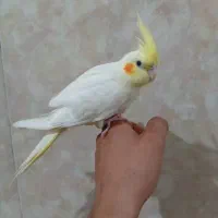 عروس هلندی|پرنده|خورموج, |دیوار