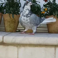 کفتر دمگیر|پرنده|اصفهان, نصرآباد|دیوار