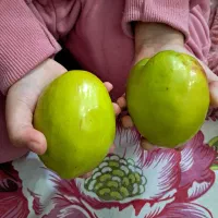 نهال پولساز کنار تایلندی سوپرلوکس|خدمات باغبانی و درختکاری|گراش, |دیوار