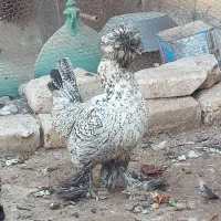 مرغ زینتی|حیوانات مزرعه|آران و بیدگل, |دیوار