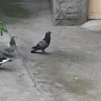 کبوتر سار
