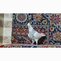 کفتر|پرنده|حبیب آباد, |دیوار