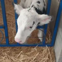 گوساله سیمینتال شیرخوار