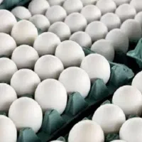 تخم مرغ بدون واسطه