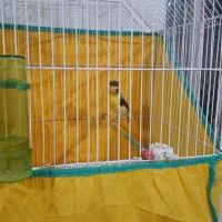 قناری|پرنده|آبادان, |دیوار