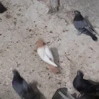 کبوتر صرب وآبادانی وسینه زرد