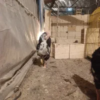 خروس|حیوانات مزرعه|کرمانشاه, |دیوار