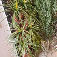 درختچه مصنوعی|گل مصنوعی|تهران, خواجه نظام الملک|دیوار