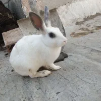 خرگوش