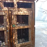 قفس چوبی و درب کبوتر|لوازم جانبی حیوانات|برازجان, |دیوار