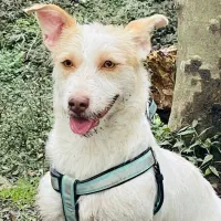 واگذاری رایگان